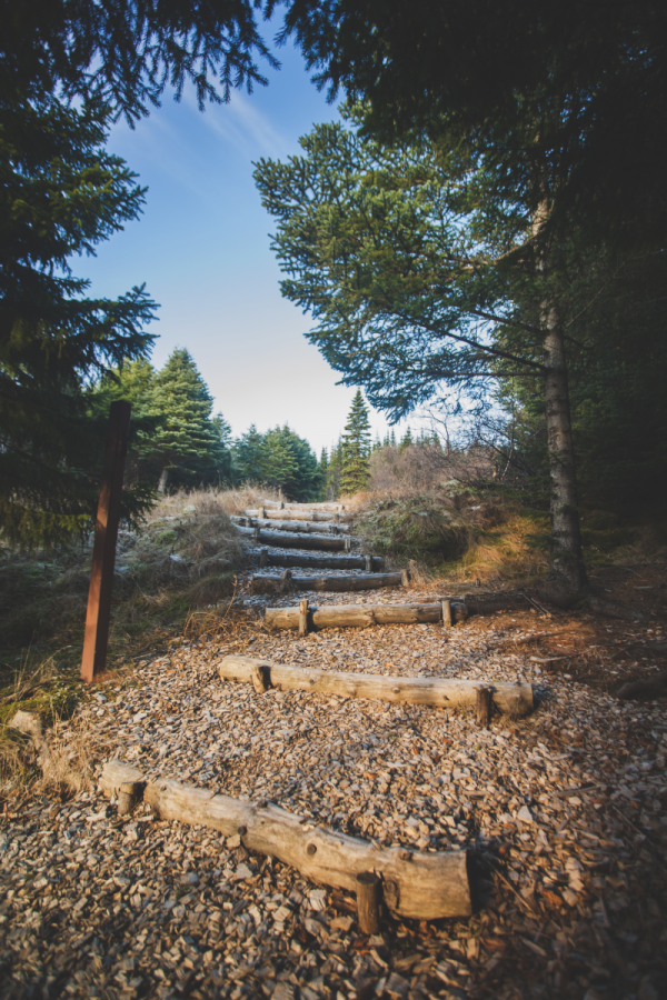 Greener forests