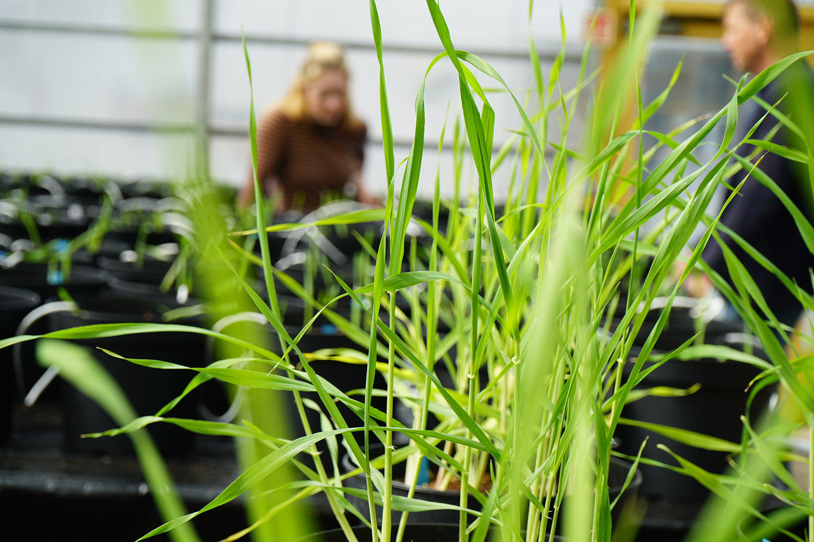 AGRICULTURAL SCIENCES