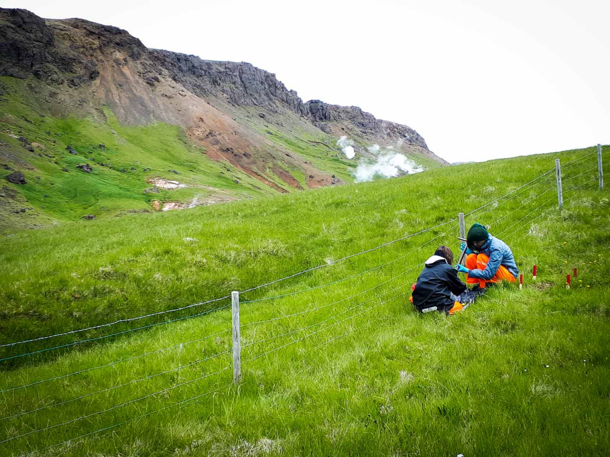 Tveir doktorsnemar við mælingar í rannsóknareitum ForHot í Grændal í Ölfusi þar sem kortlagðir heitir reitir undir gróðurlendunum hafa verið til staðar frá a.m.k. 1966. Ljósm. Bjarni Diðrik Sigurðsson. Image