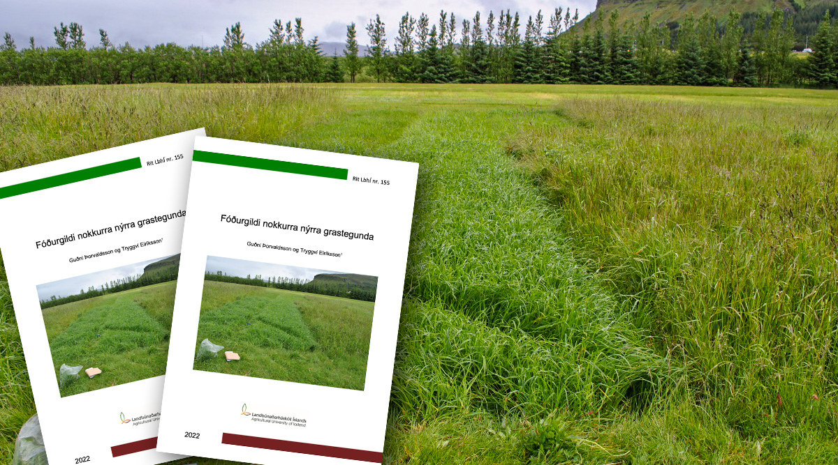 Fóðurgildi nokkurra nýrra grastegunda. Rit LbhÍ nr. 155
