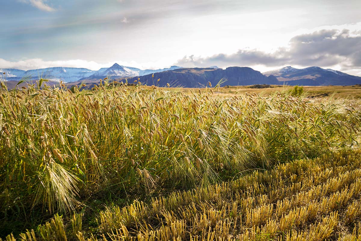 We seek an Assistant Professor in crop science