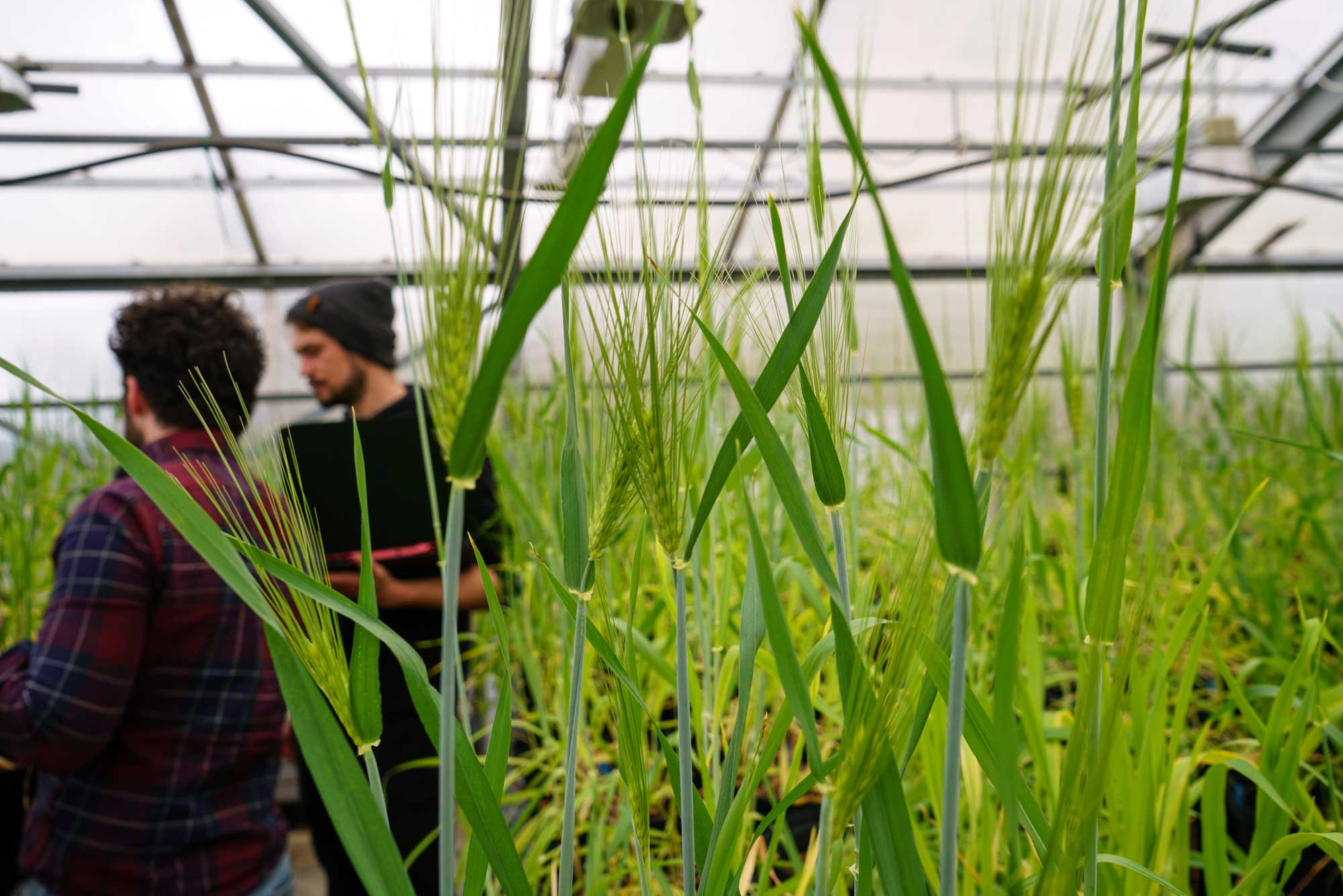 We seek an Assistant Professor in Plant Breeding