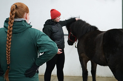 Vacancies - Assistant Professor in Equine Science