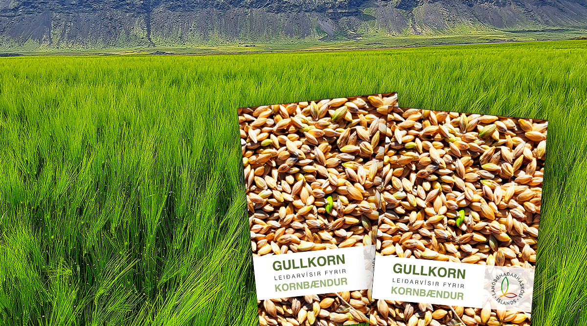 Gullkorn – Nýr leiðarvísir fyrir kornbændur